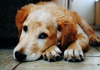 National Rescue Dog Day 2022