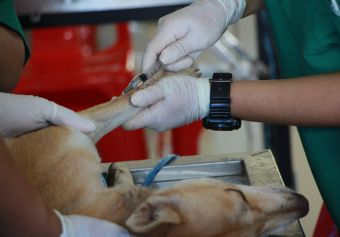 Domyown  5 Dog care Product Every Dog Owner Should  Have